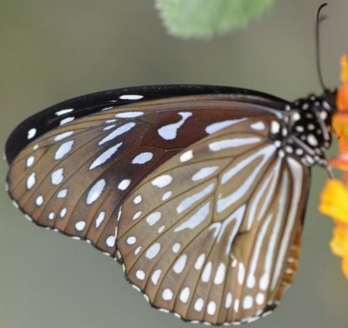 Réf. 229 604 : Tirumala septentrionalis